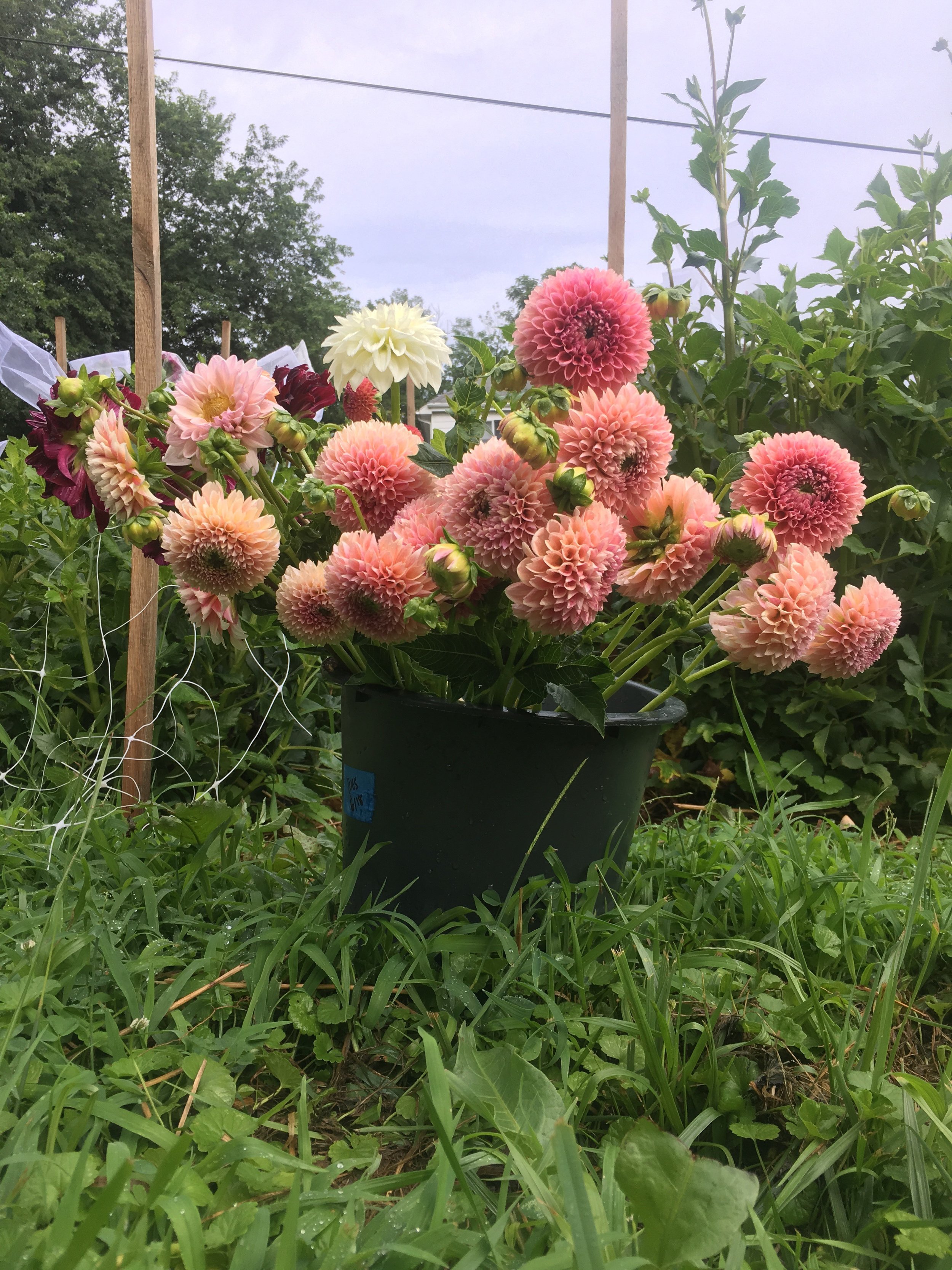 Dahlias showing off
