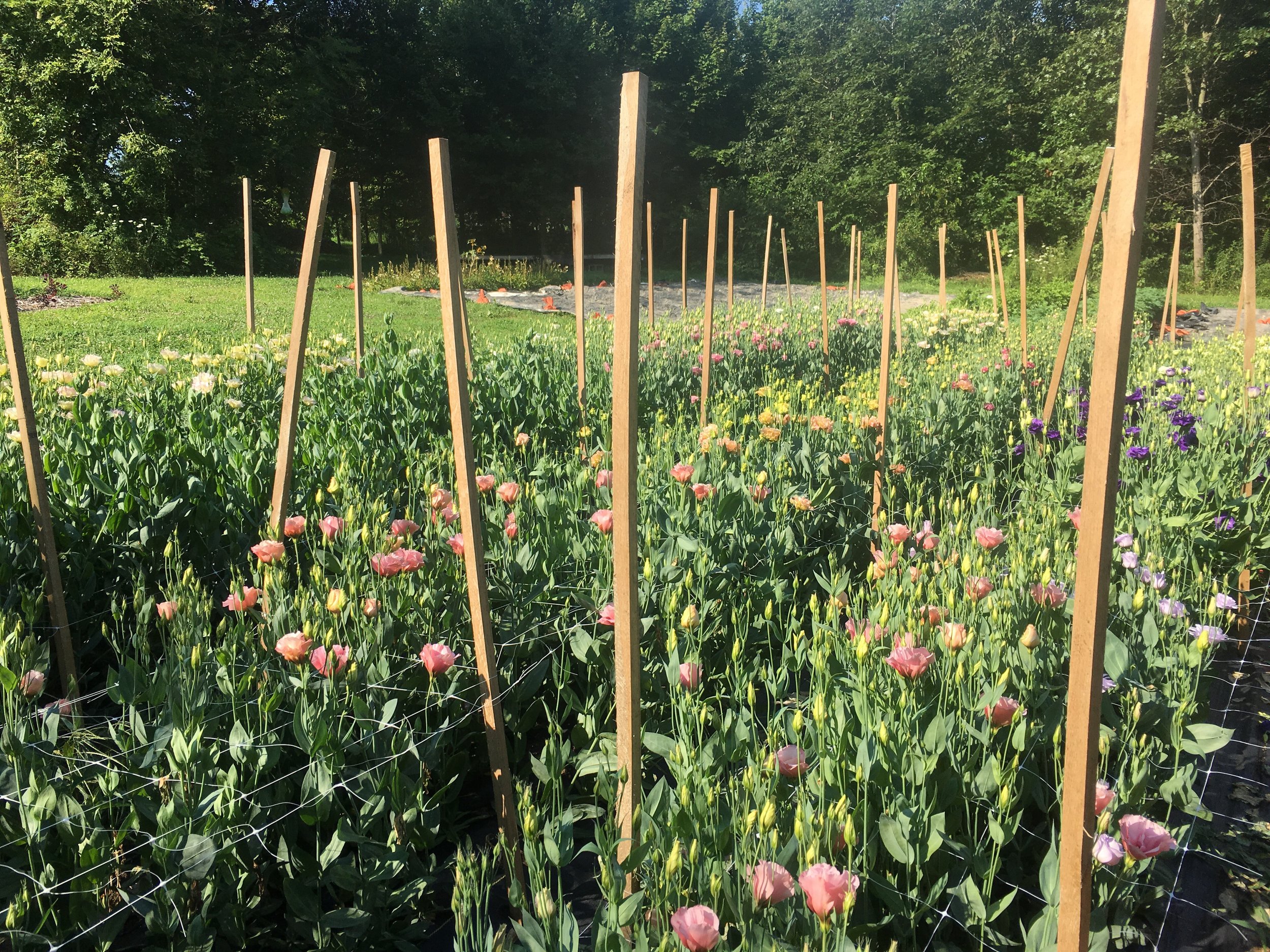 So many lisianthus!