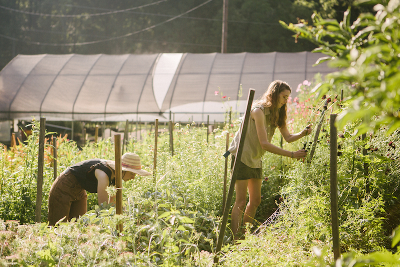 Here are the Amelias busting it out! It can be hard to hold a conversation while also trying to count stems!