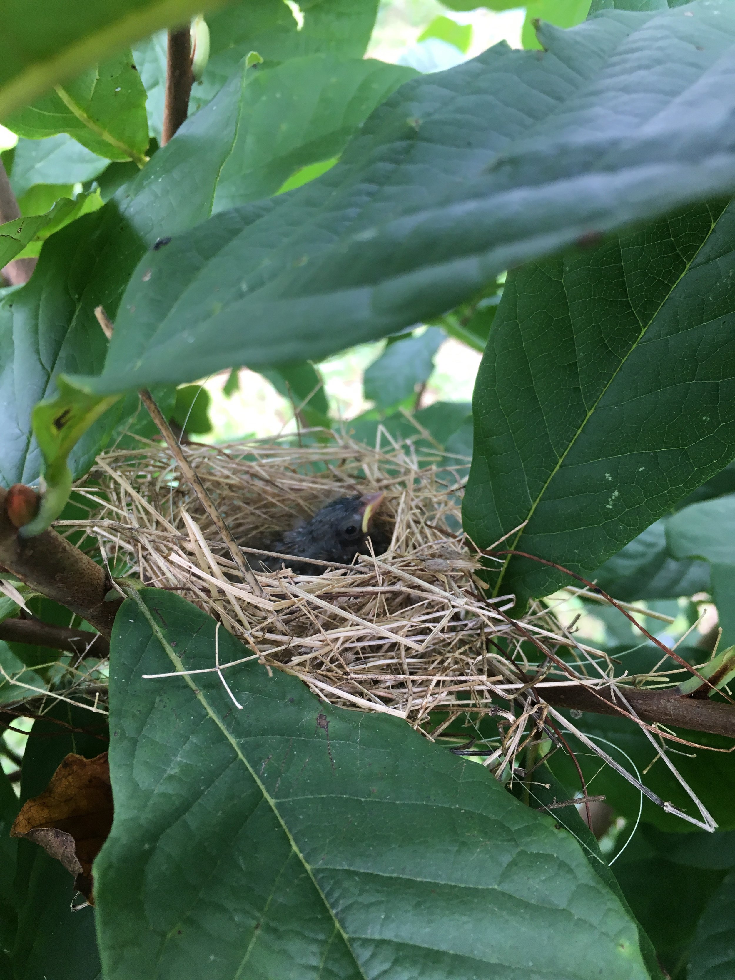 More baby birds have arrived on the farm, just in time for the beginning of pawpaw season!