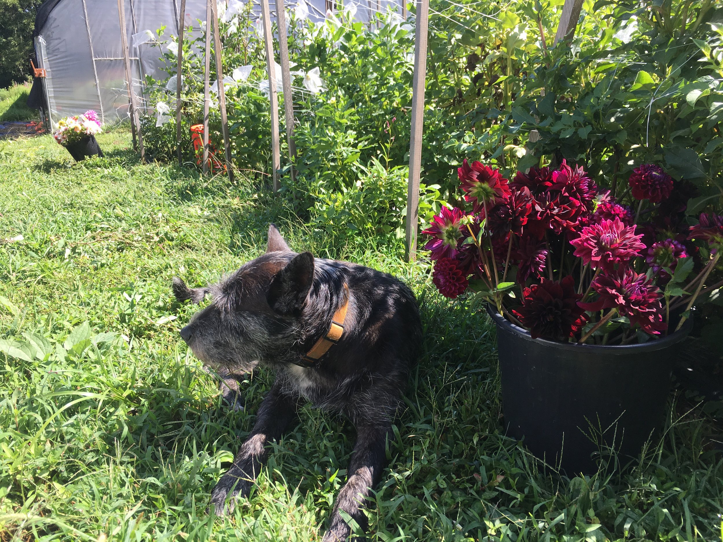 Iris guarding the harvest
