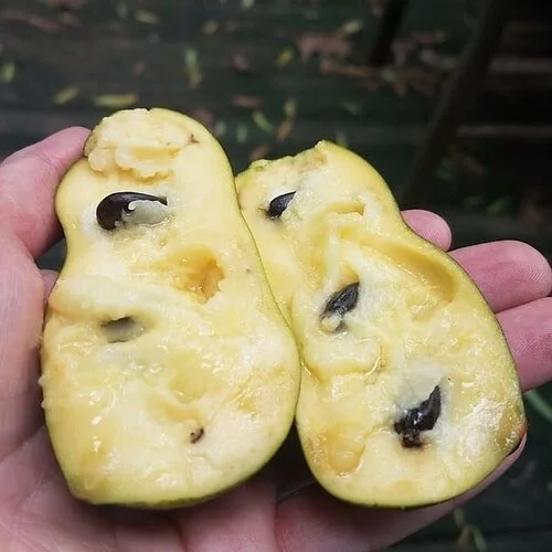 It’s pawpaw time!