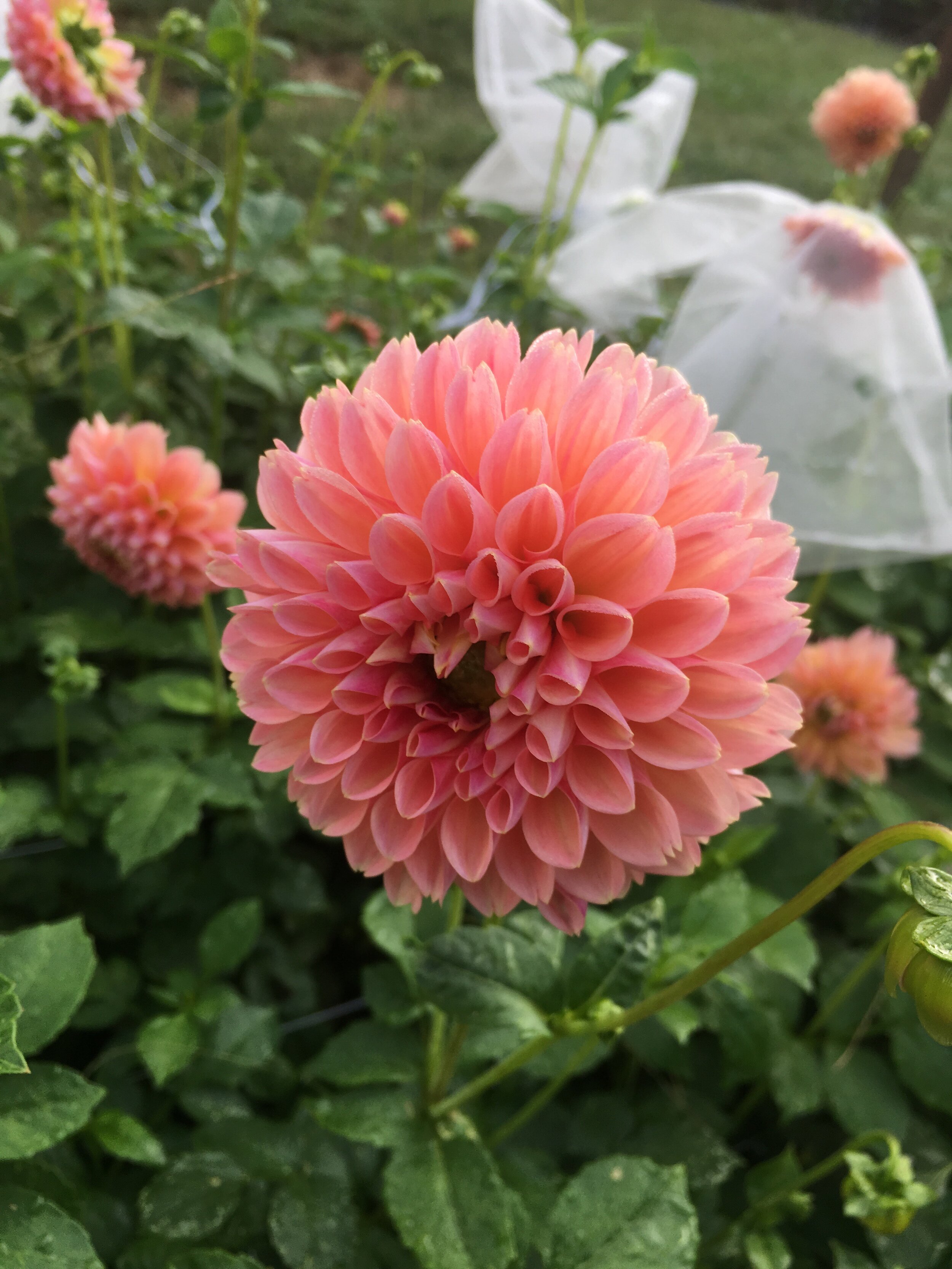 We’ll have lots of dahlias at market this week- they’re truly special!