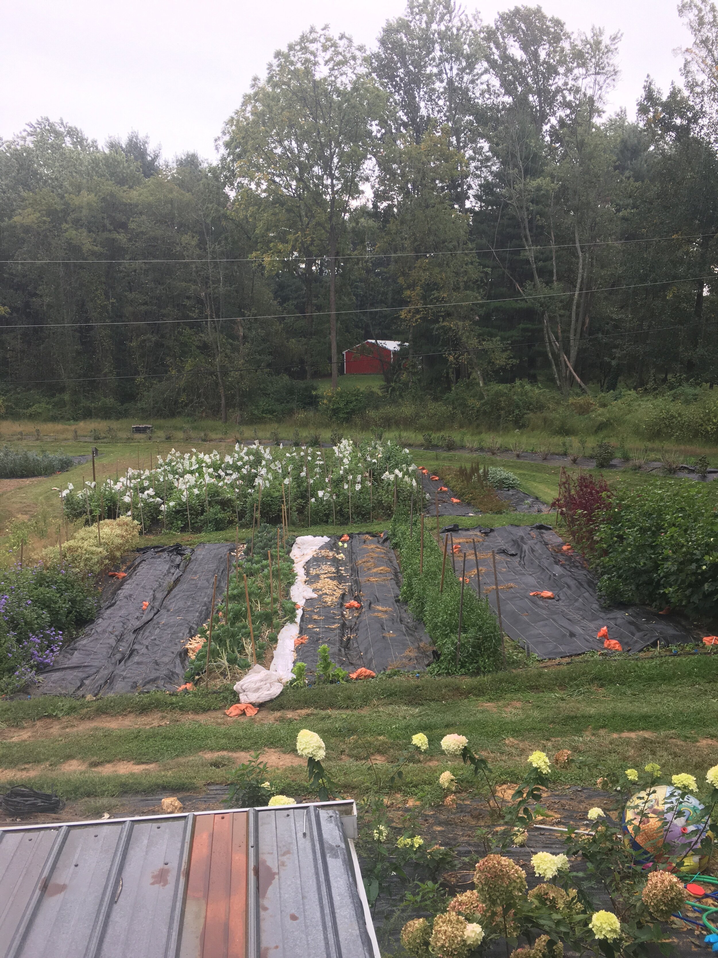 Looking out into one of our fields during a brief burst of rain. The dahlias are in the back of the field with little ghost hats on. We place bags over each flower to keep the bugs off! We’re hoping to use several of the beds in the foreground for new perennial plantings.