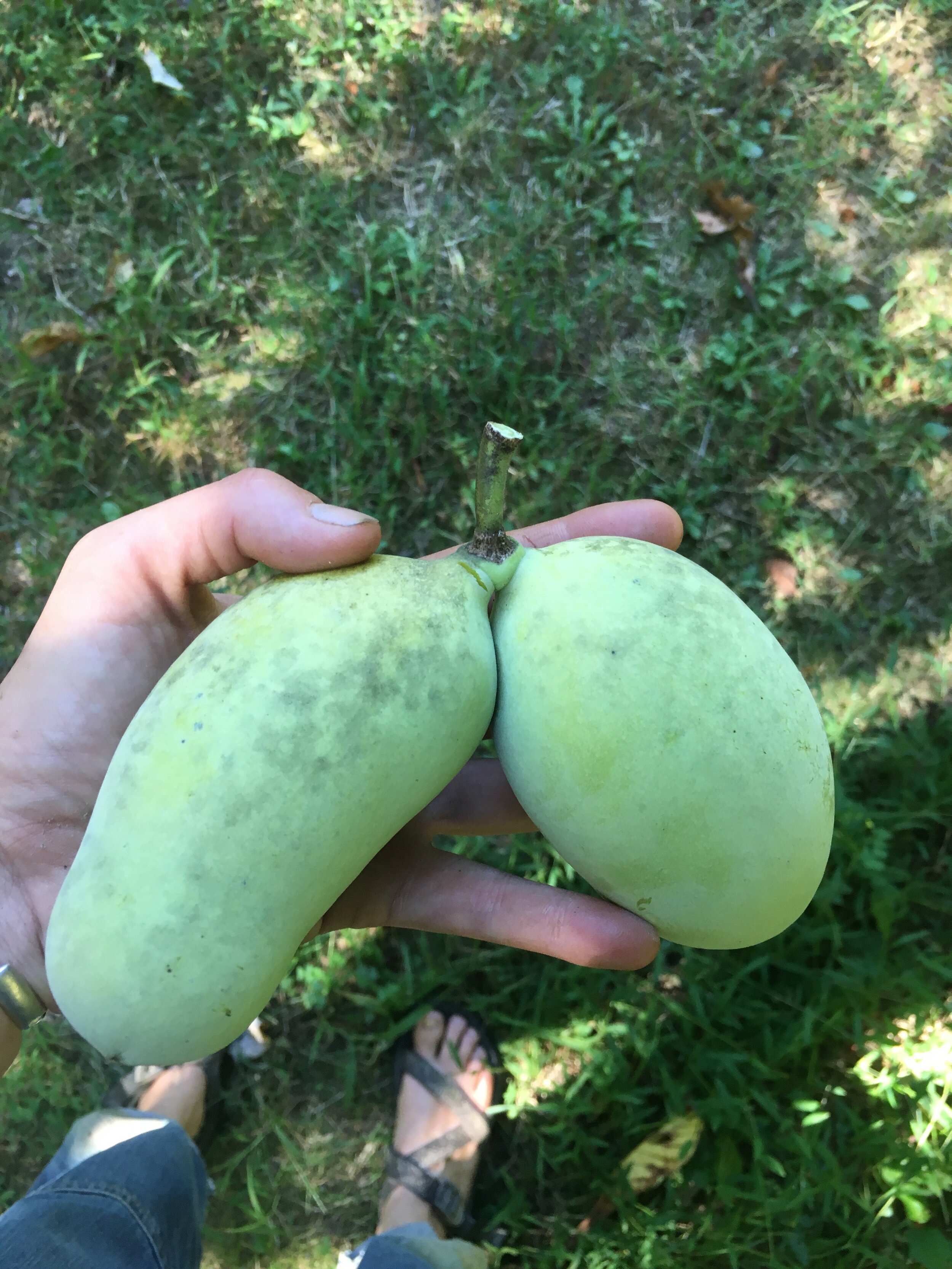 Are you tired of pawpaws yet? We’re not!
