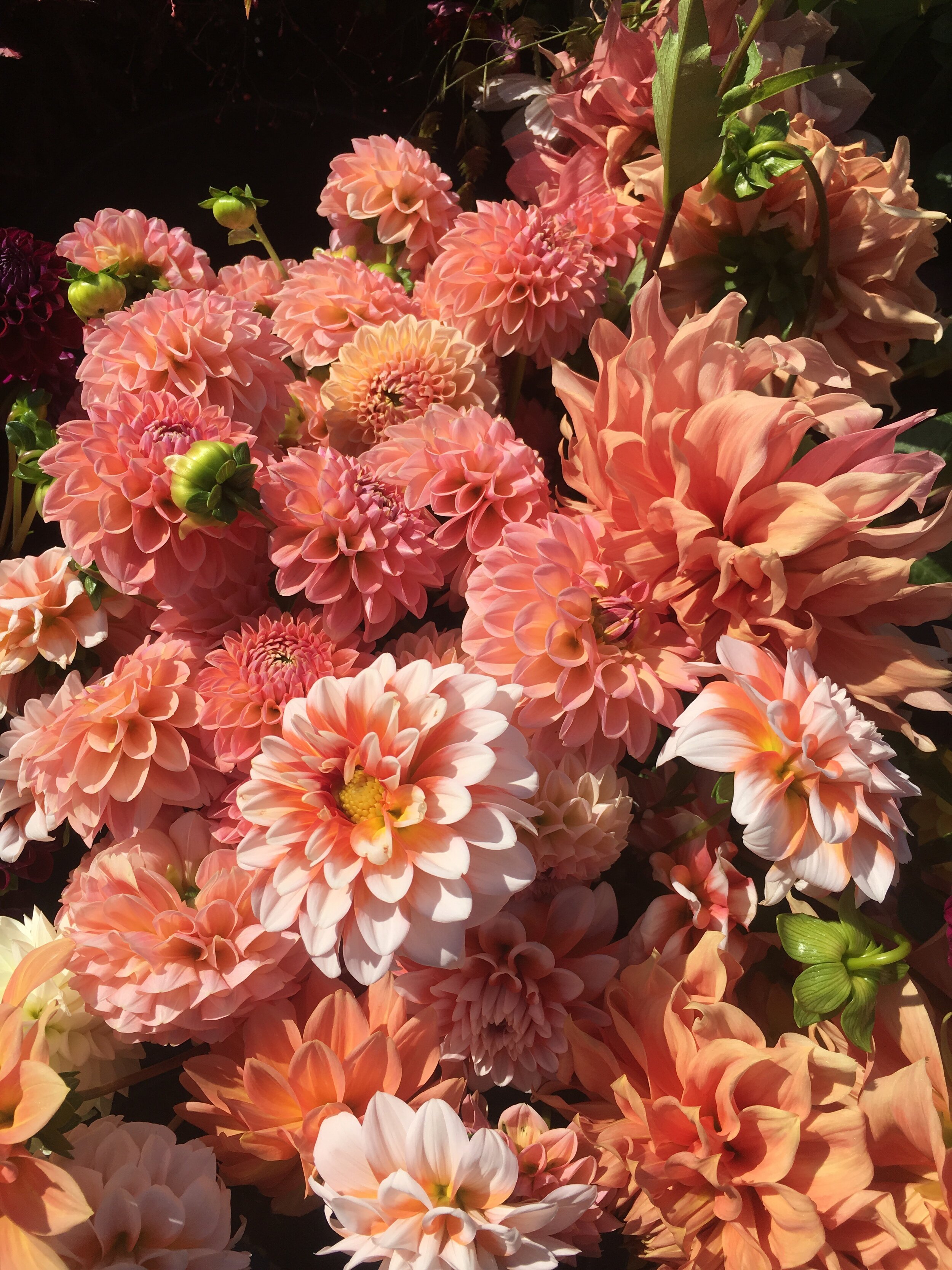 We’re still harvesting hundreds of dahlias each week. I can’t get enough of these gorgeous peachy blooms!