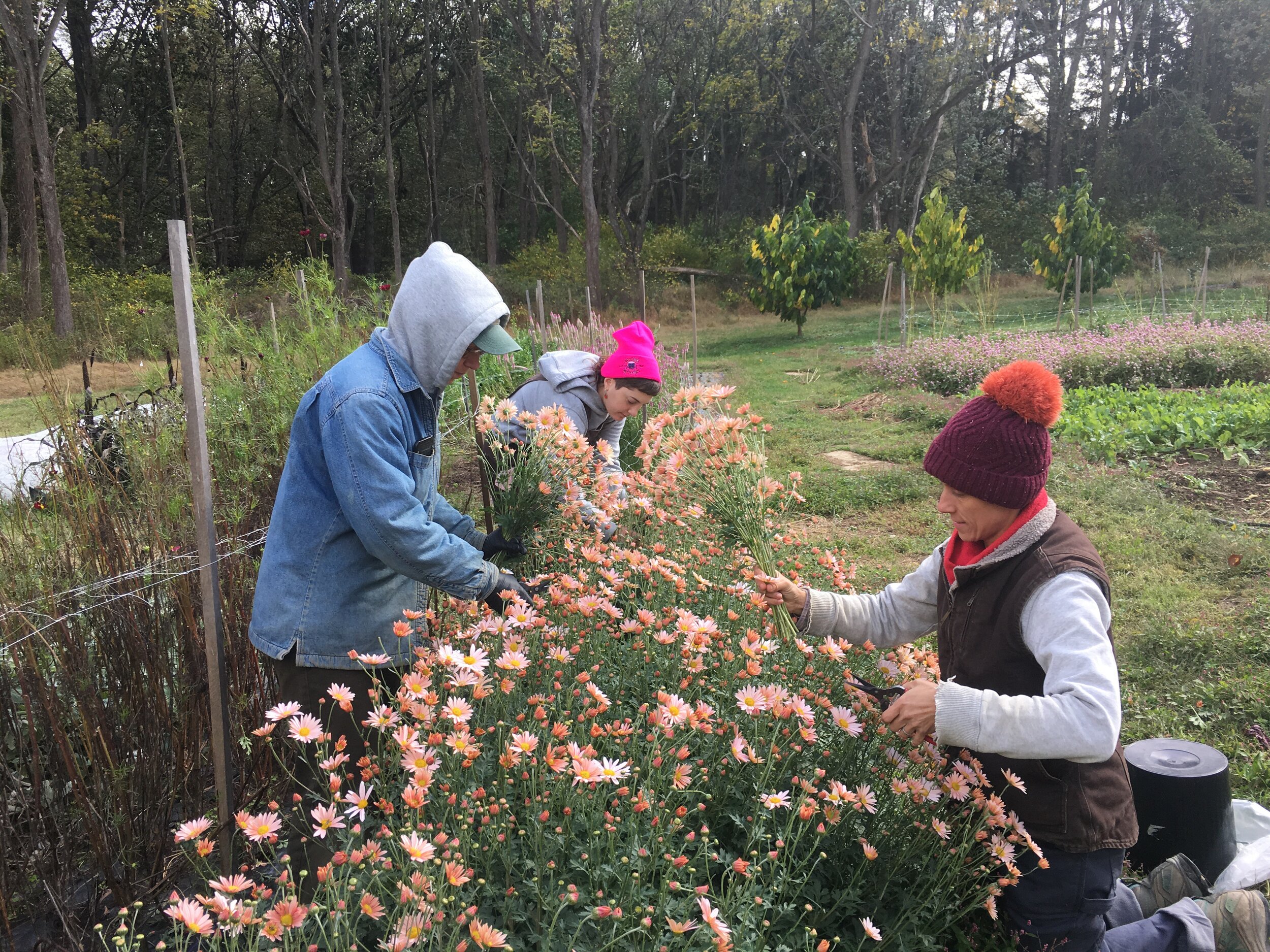 The entire crew is enamored with these perennial mums. We’ll have bunches available at the market this weekend!