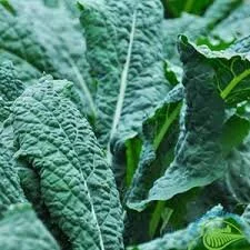 toscano kale.jpeg