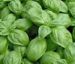 basil, genovese.jpeg