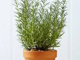 rosemary plant.jpeg