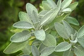 sage plant.jpeg