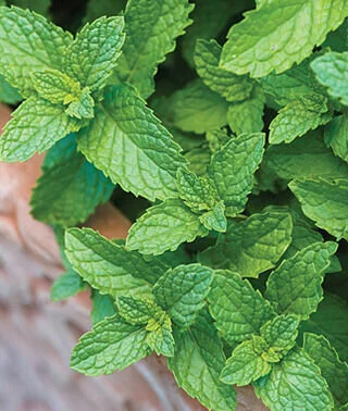 mint plant.jpg