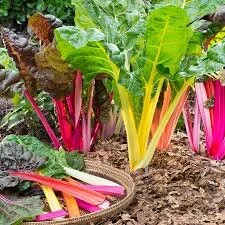 chard plant.jpeg