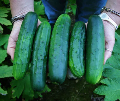 cucumber, marketmore.jpg
