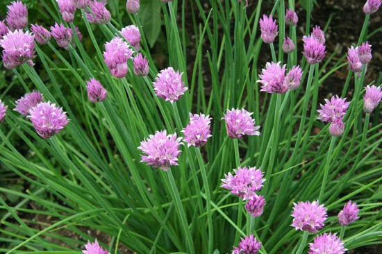 chives.jpg