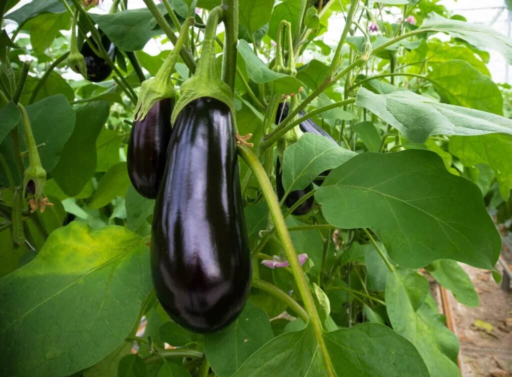 eggplant, italian .jpg