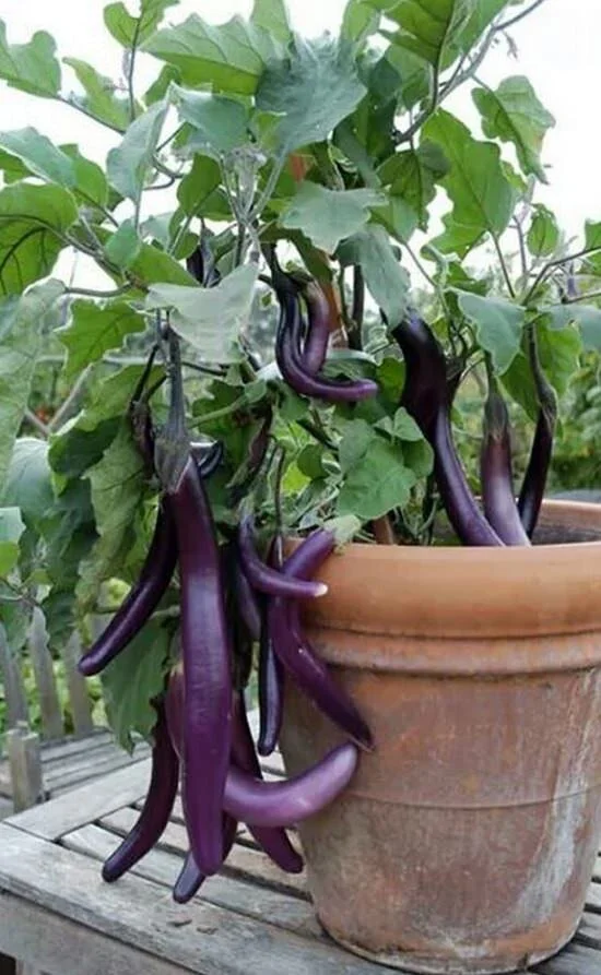 eggplant, asian.jpg
