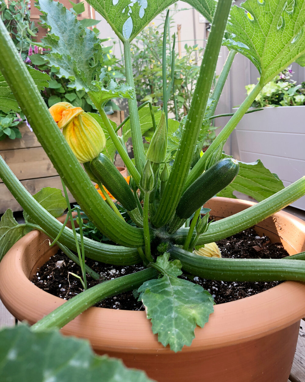 zucchini, astia.jpeg