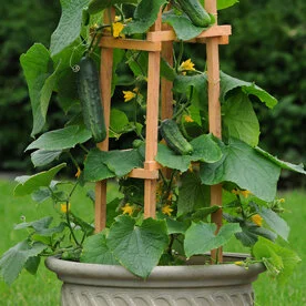 cucumber, patio snacker.jpeg