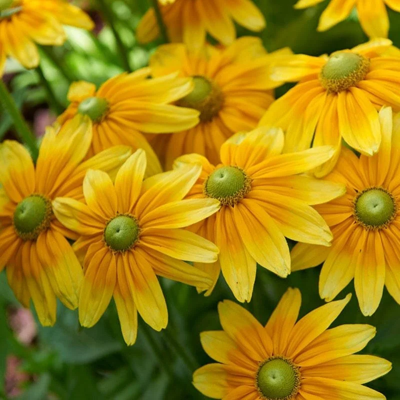 rudbeckia, prairie sun.jpg
