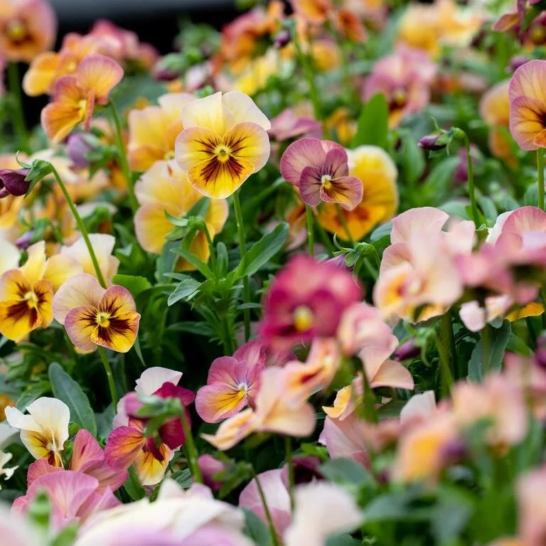 Pansy_Antique_Shades-5656_768x.jpg