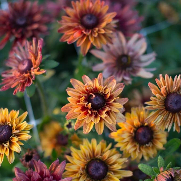 rudbeckia sahara.jpg