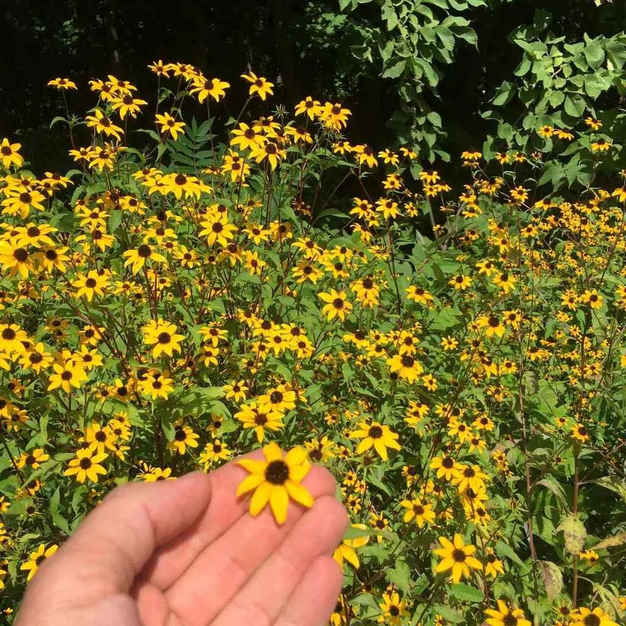 rudbeckia-triloba.jpg