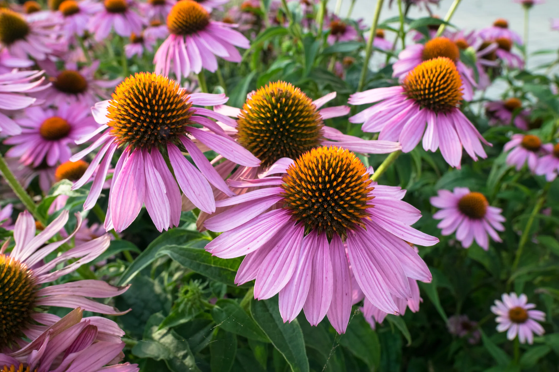 echinacea .jpg