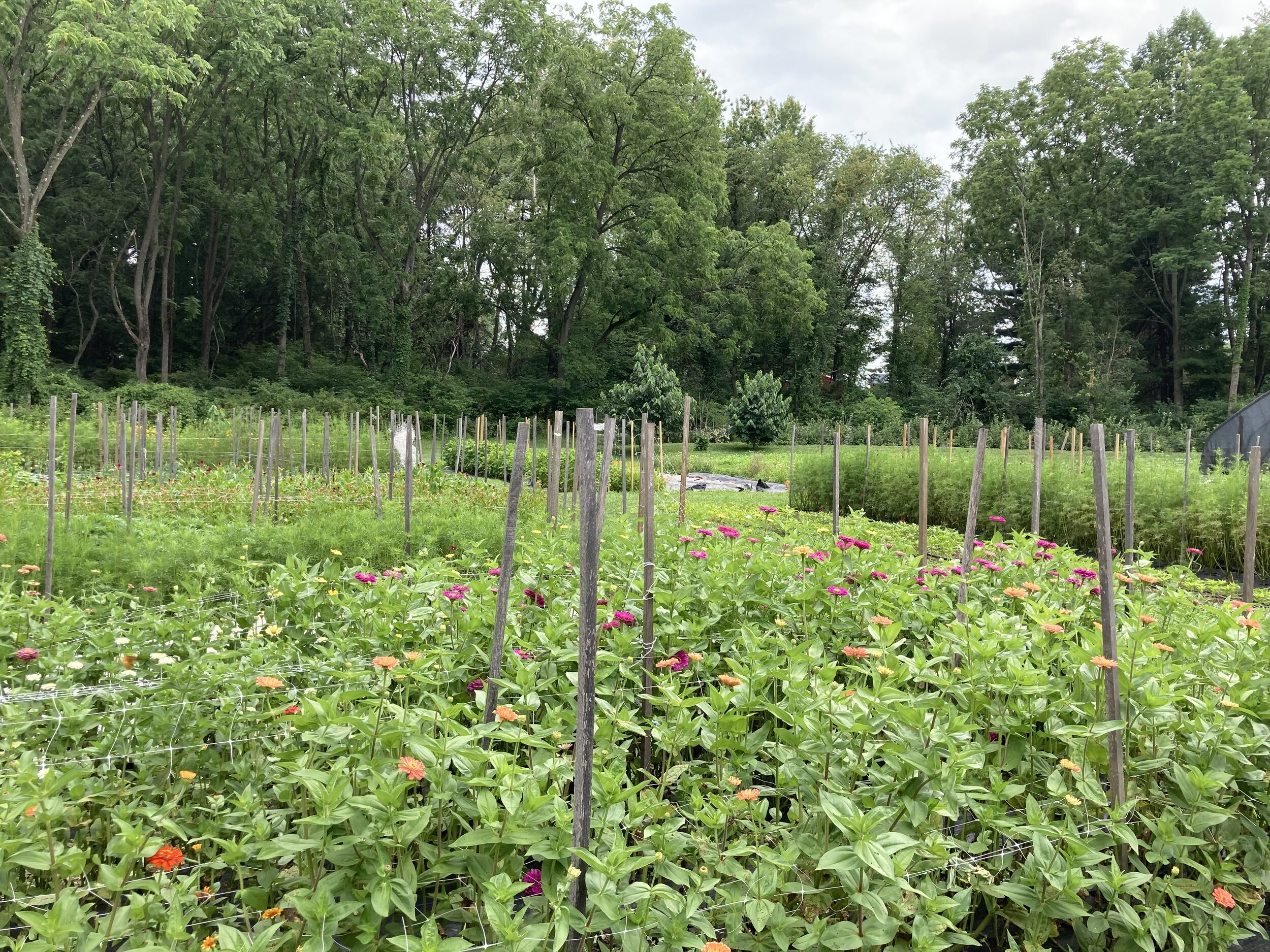 The fields look so lush right now!  This season we’ve really managed to use every little bit of free space.  There are very few times a bed sits empty for more than a week, which hasn’t always been the case here.  We’re growing so much!