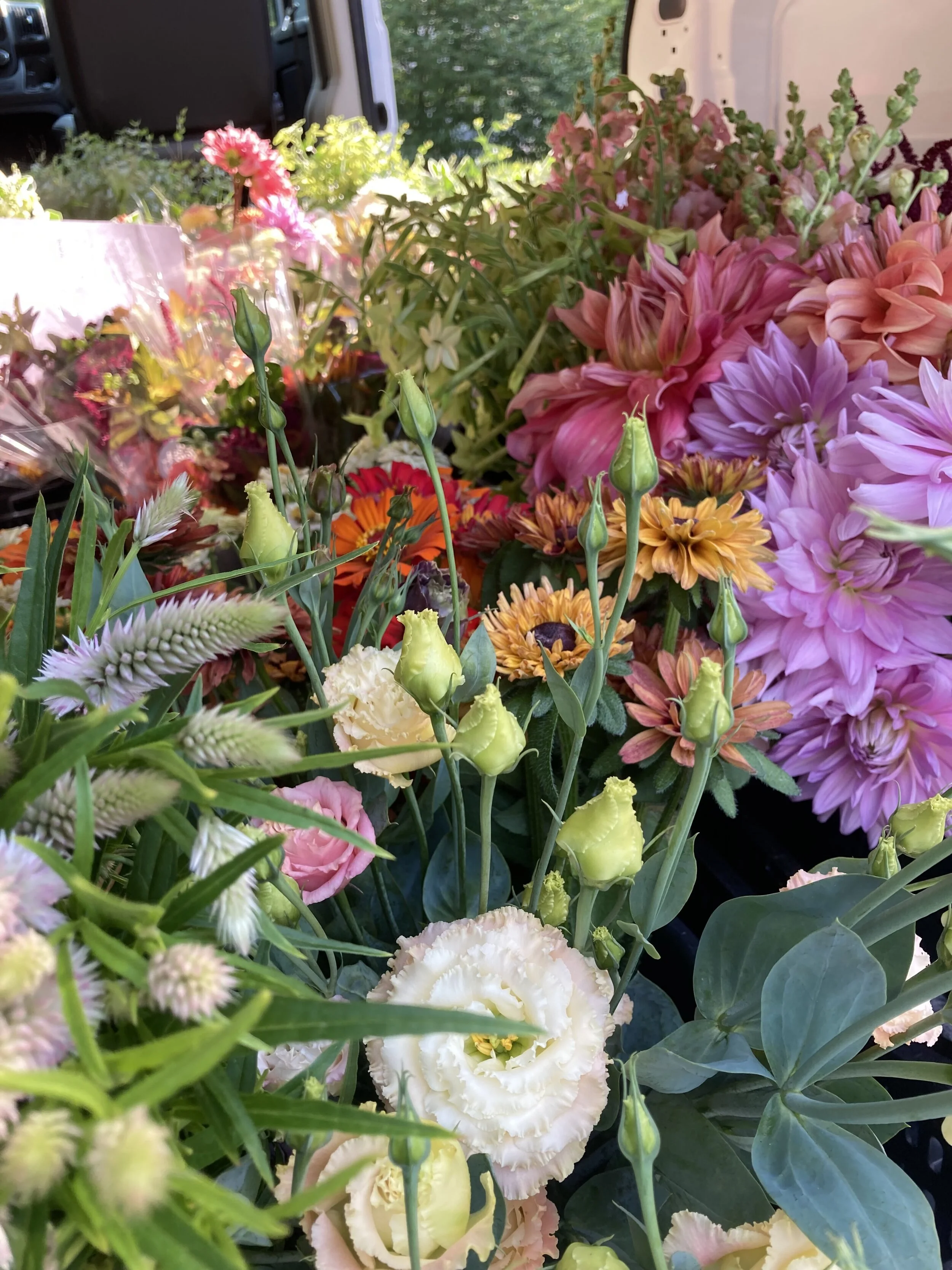 A glorious van full of florist orders on Thursday morning.  This week we harvested the first of our lisianthus.  We’re growing some new varieties this year and it’s so exciting to meet them!