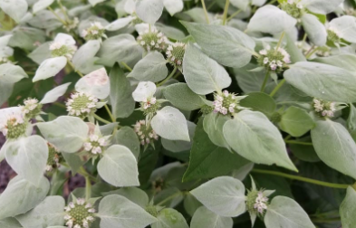 Screen Shot 2022-04-01 at 4.04.40 PM.png