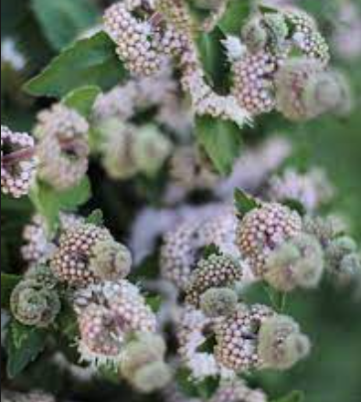 Screen Shot 2022-04-01 at 4.11.50 PM.png