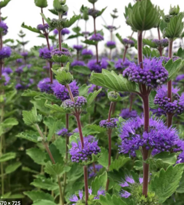 Screen Shot 2022-04-01 at 4.13.01 PM.png