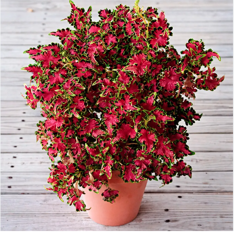 Screenshot 2024-01-08 11.11.30 AM.png