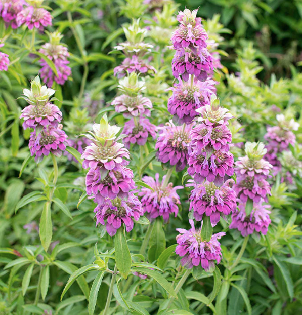 Screenshot 2024-01-08 11.16.03 AM.png