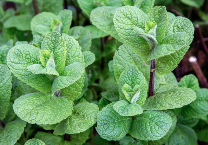 Screenshot 2024-01-08 11.31.33 AM.png