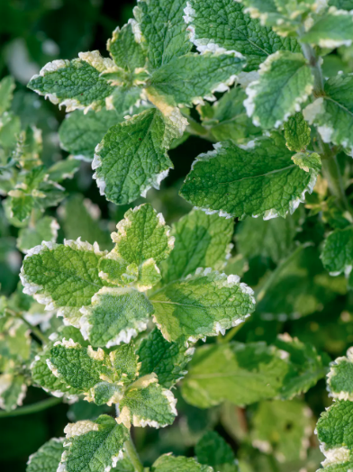 Screenshot 2024-01-08 11.39.22 AM.png