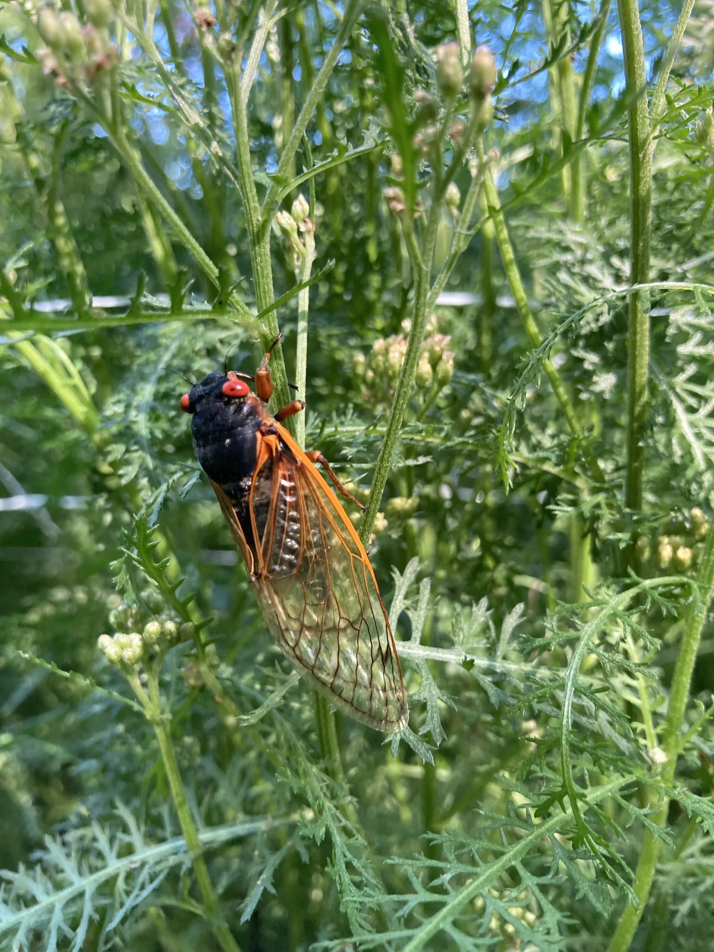 Cicada invasion, 2021