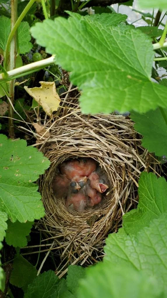 Baby birds! 2021