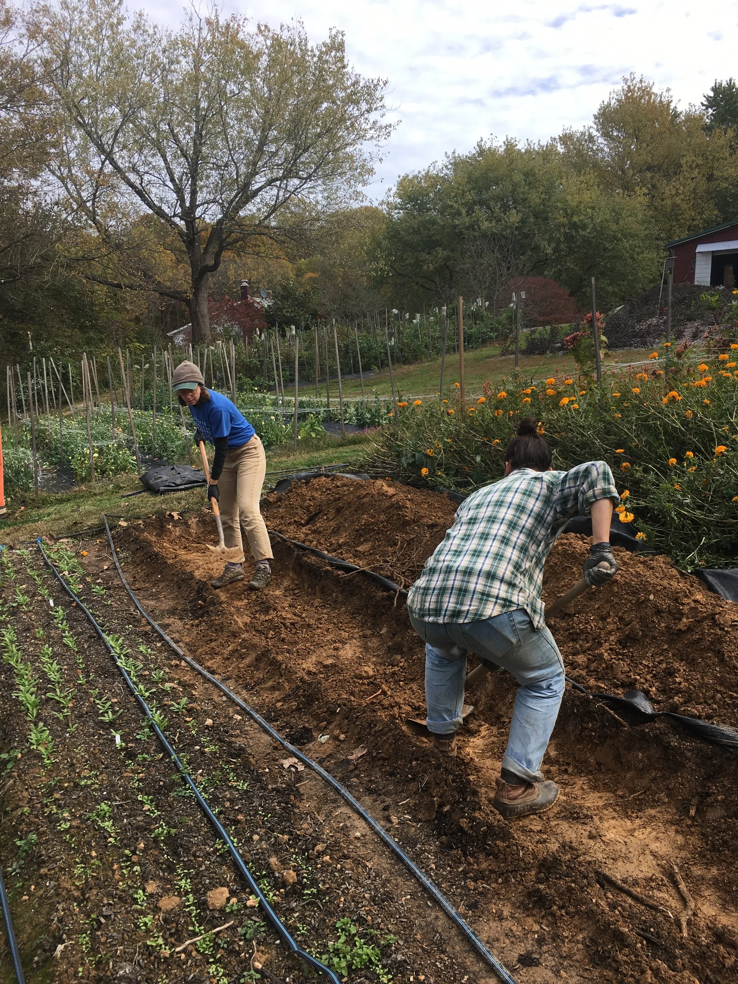 Digging trenches for tulips! 2019. So glad we don't trench anymore.
