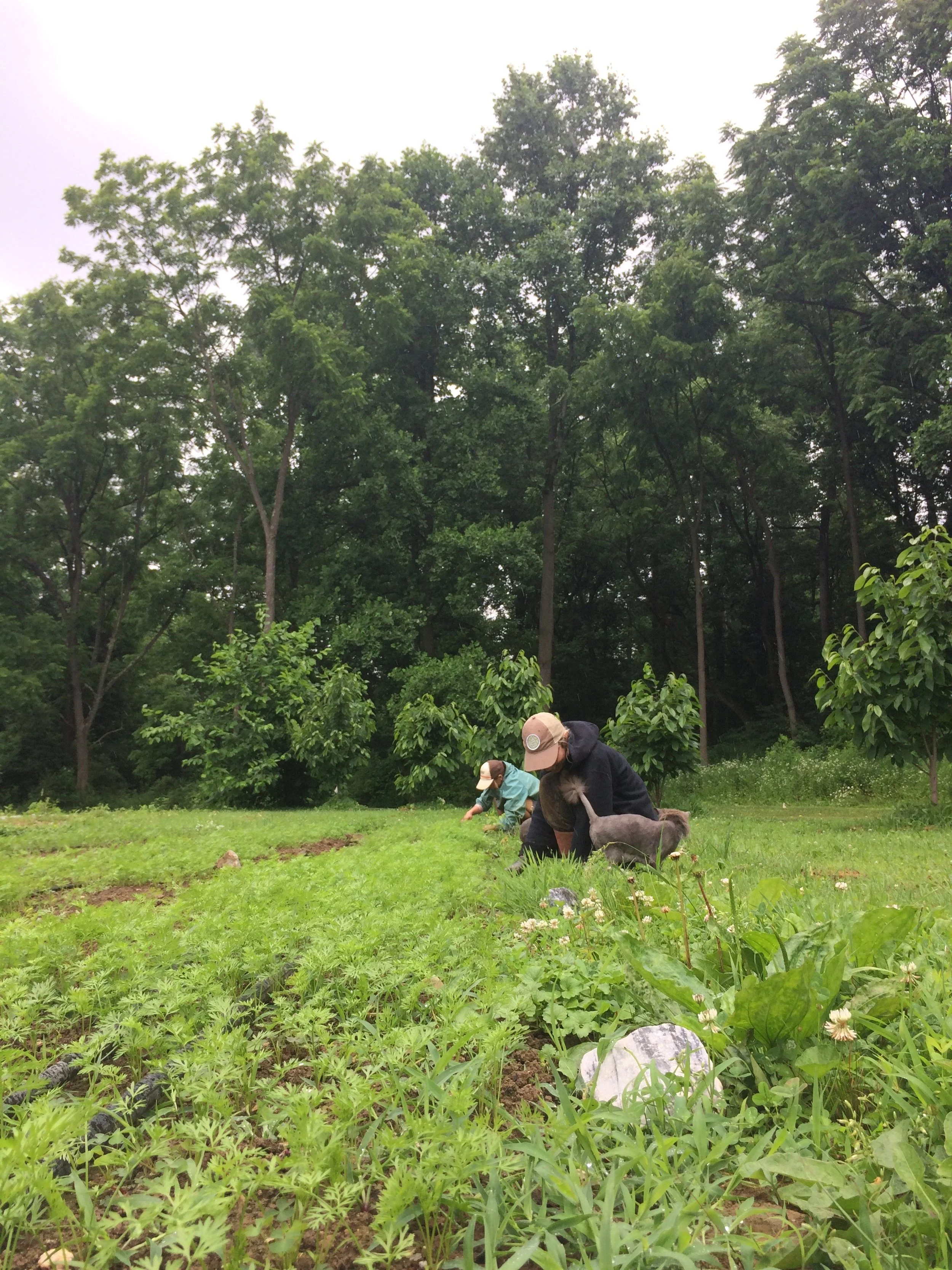 Weeding carrots, 2018