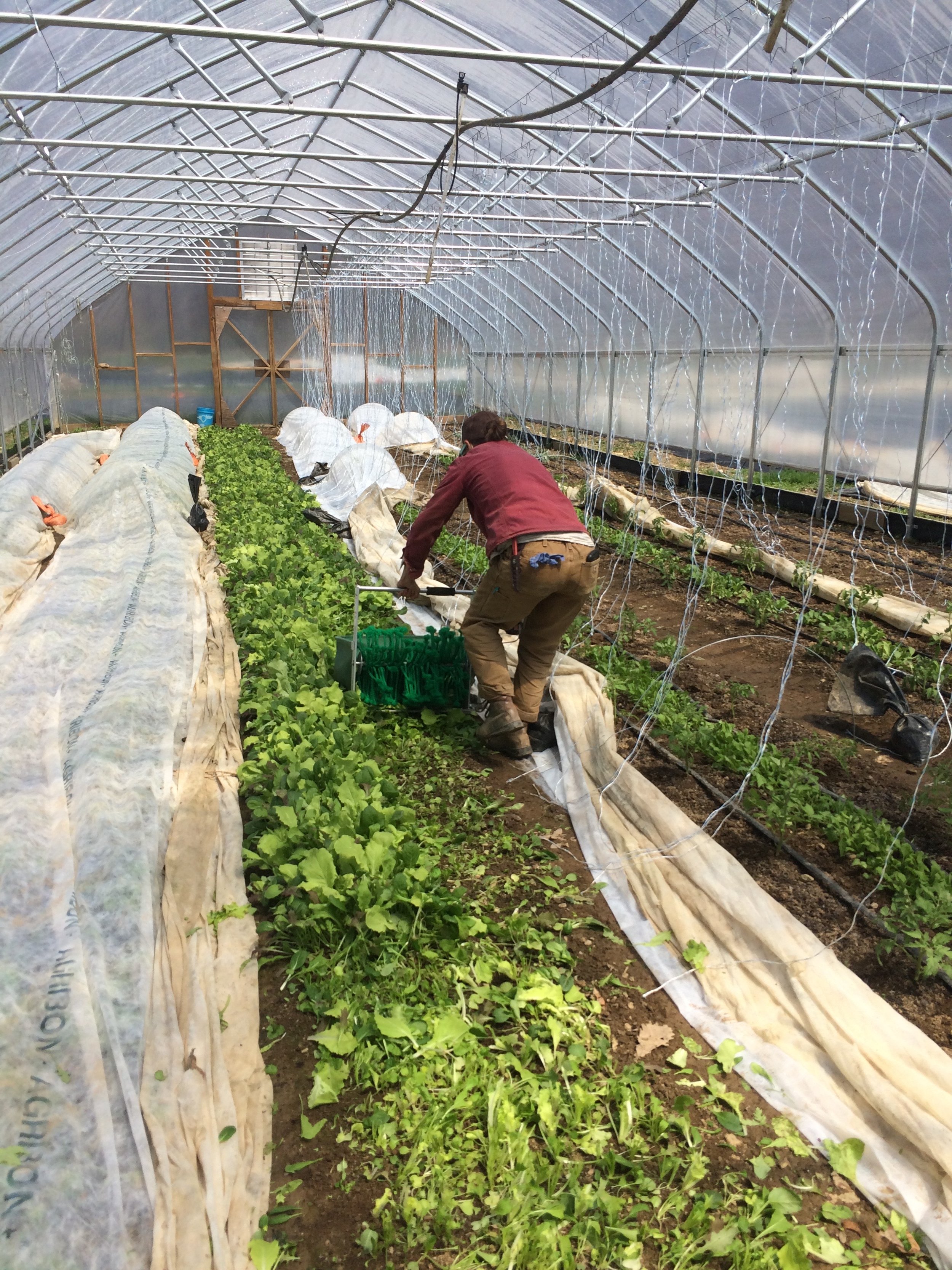We grew so many veggies! Elisa harvesting greens, 2018