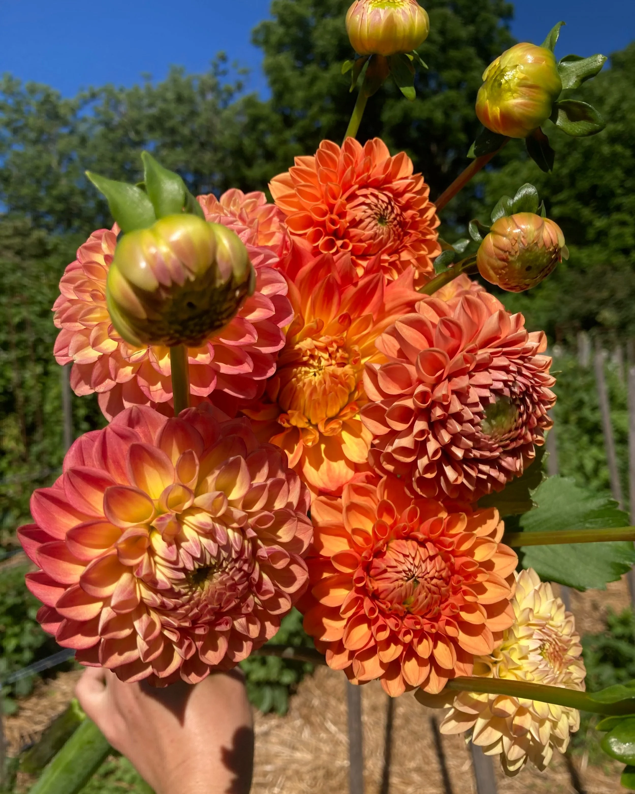 a handful of peach and orange dahlias held up against a background of trees and a blue sky