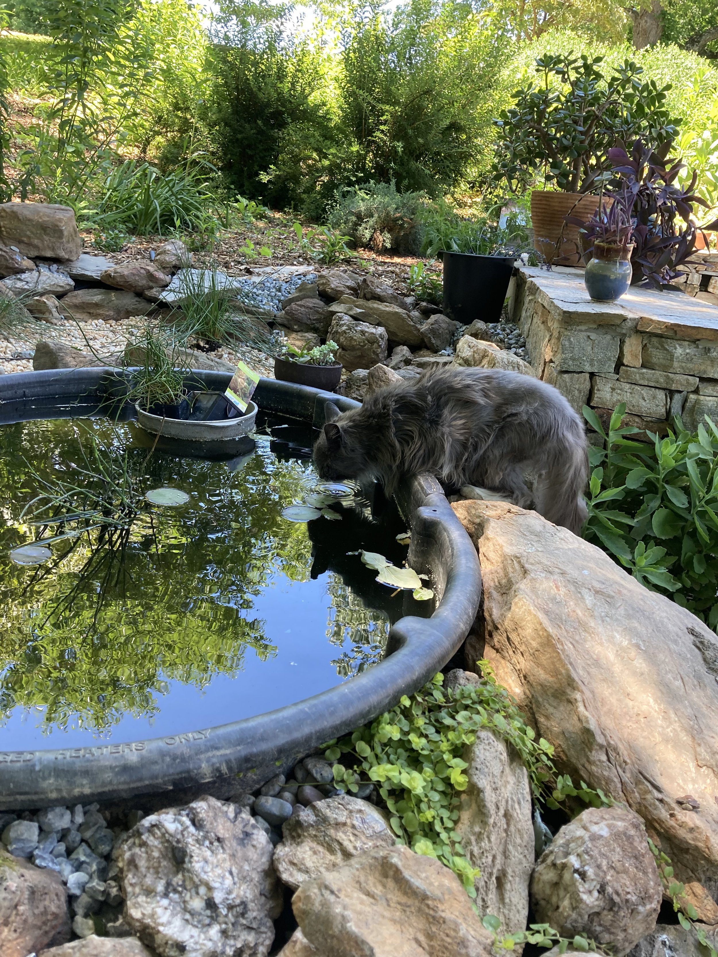 A grey cat named Grey drinks from a small pond, surrounded by rocks and foliage-heavy landscaping.