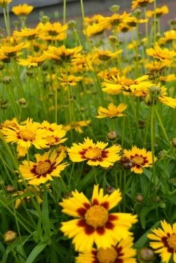 meisjesogen-coreopsis-lanceolata-baby-gold-5-10-pot-p9.jpg