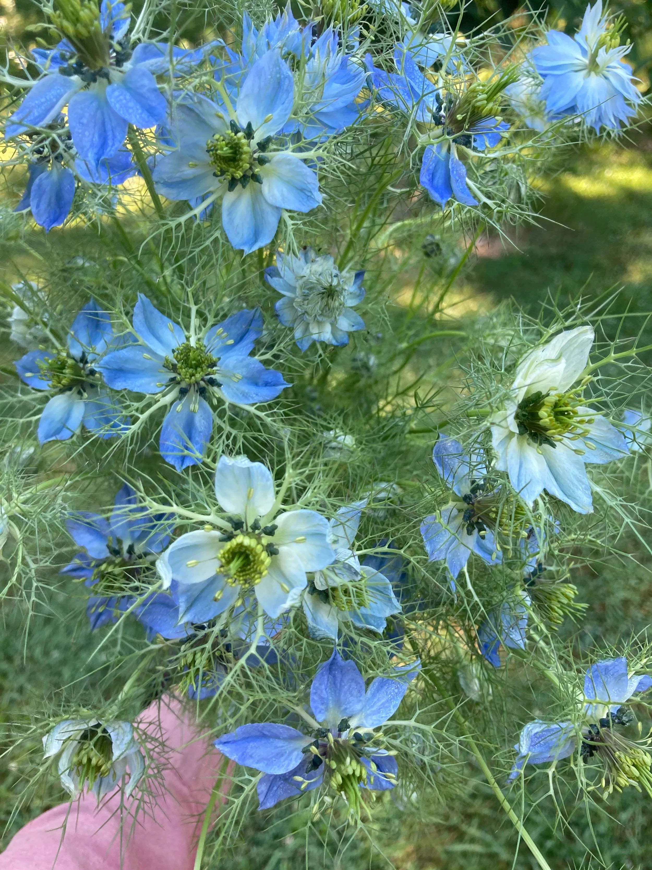 a handful of light blue nigella