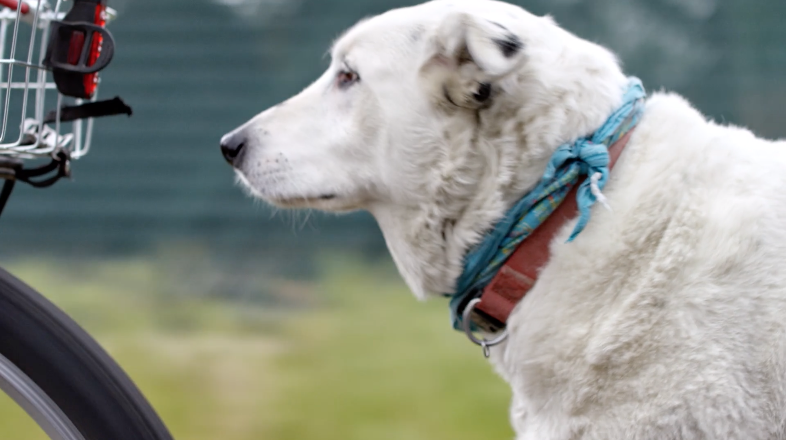 Screen Shot 2020-02-15 at 6.19.06 PM.png