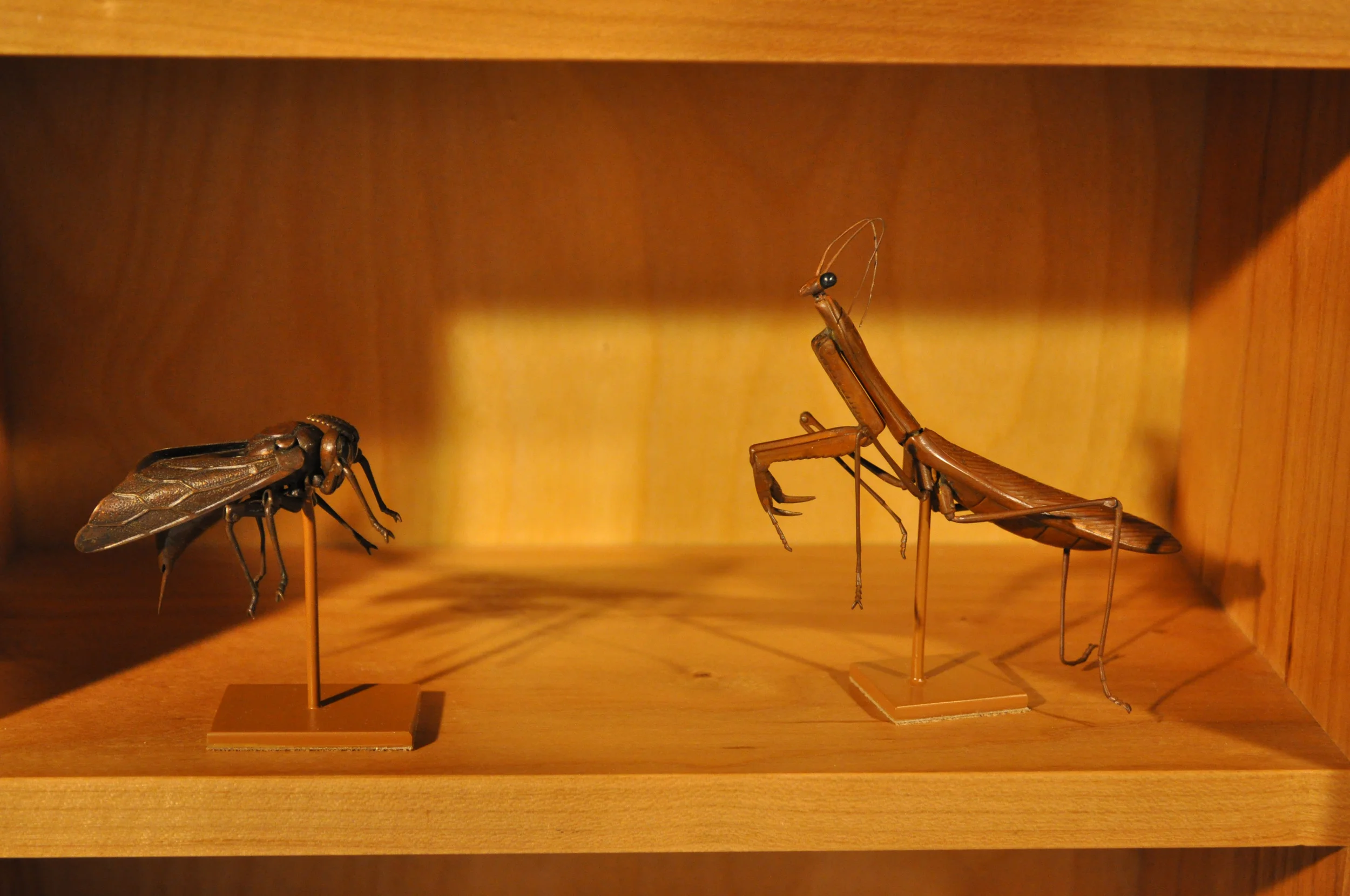 wasp  mantis.jpg