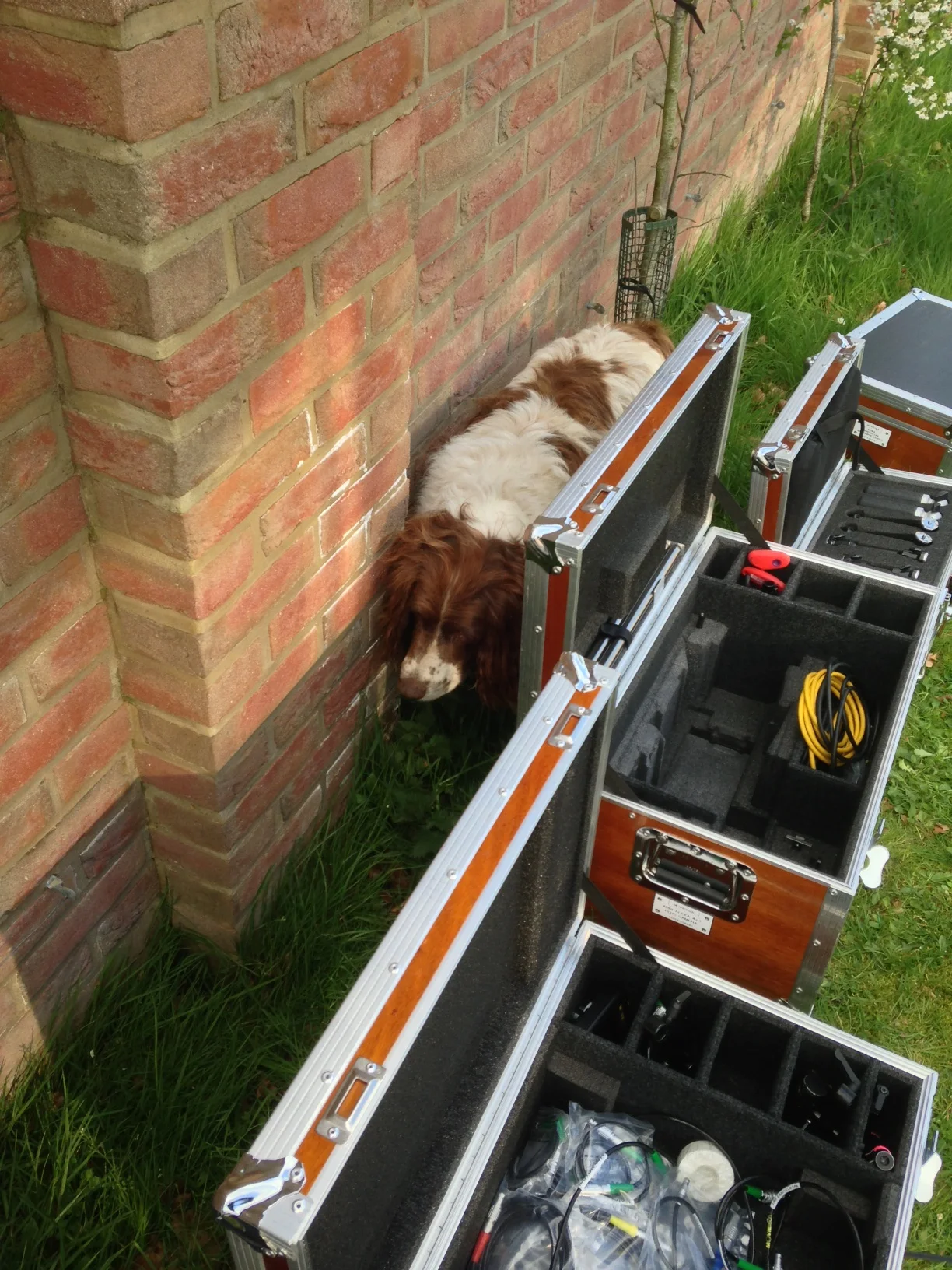 Wrapping the camera gear with a dog