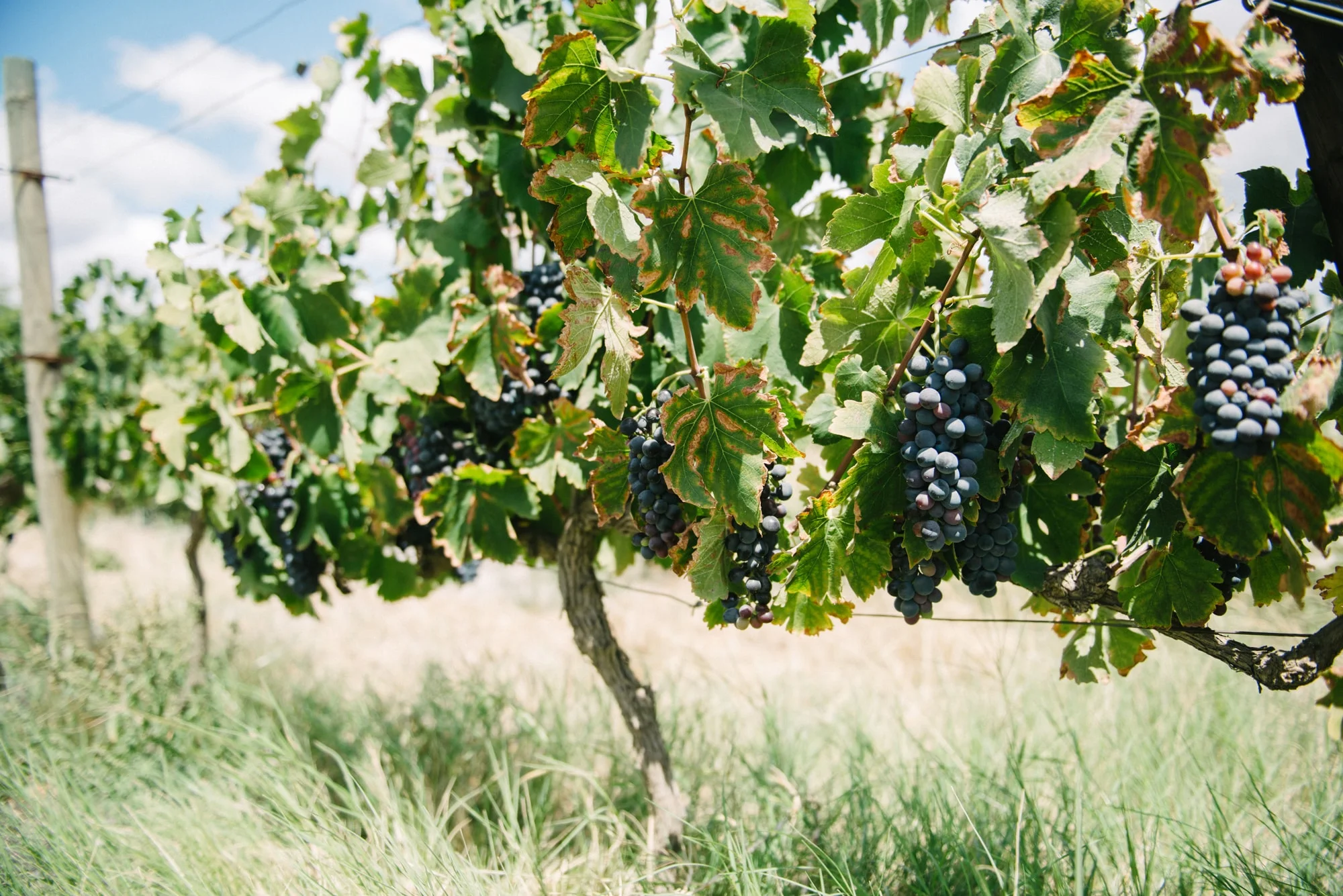 Babylonstoren_Kathrin_Schafbauer-1.jpg